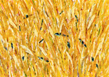 小麦と鳥